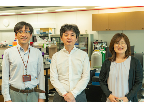 代謝機能を保持した肝細胞オルガノイドの 効率的培養法の開発